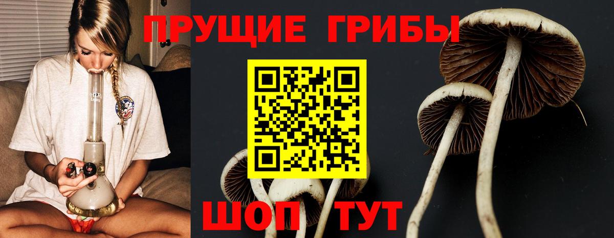 Псилоцибиновые грибы Psilocybe Йошкар-Ола